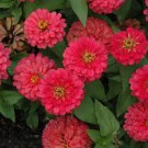 100 Seeds Magellan Cherry Zinnia Seeds For Garden Planting Easy to Grow