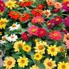100 Seeds Profion Mix Zinnia Seeds For Garden Planting Easy to Grow