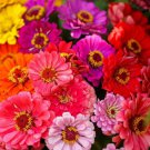 100 Seeds Over The Rainbow Mix Zinnia Seeds For Garden Easy to Grow