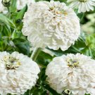 100 Seeds Polar Bear Zinnia Seeds For Garden Planting Easy to Grow