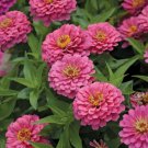 100 Seeds Miss Willmott Zinnia Seeds For Garden Planting Easy to Grow