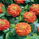 100 Seeds Short Stuff Orange Zinnia Seeds For Garden Planting Easy to Grow