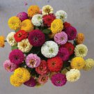 100 Seeds Oklahoma Formula Mix Zinnia Seeds For Garden Easy to Grow