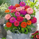 100 Seeds Pulcino Mix Zinnia Seeds For Garden Planting Easy to Grow