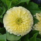 100 Seeds Magellan Ivory Zinnia Seeds For Garden Planting Easy to Grow