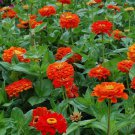 100 Seeds Orange King Zinnia Seeds For Garden Planting Easy to Grow