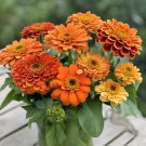 100 Seeds Queeny Pure Orange Zinnia Seeds For Garden Planting Easy to Grow