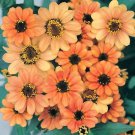100 Seeds Profion Apricot Zinnia Seeds For Garden Planting Easy to Grow