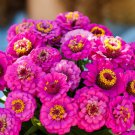 100 Seeds Pumila Violet Zinnia Seeds For Garden Planting Easy to Grow