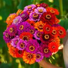 100 Seeds Purple Dream Mix Zinnia Seeds For Garden Planting Easy to Grow