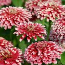 100 Seeds Mazurkia Zinnia Seeds For Garden Planting Easy to Grow