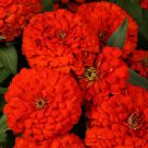 100 Seeds Magellan Scarlet Zinnia Seeds For Garden Planting Easy to Grow