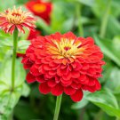100 Seeds Scarlet Flame Zinnia Seeds For Garden Planting Easy to Grow