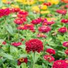 100 Seeds Meteor Zinnia Seeds For Garden Planting Easy to Grow