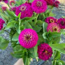 100 Seeds Oklahoma Carmine Zinnia Seeds For Garden Planting Easy to Grow