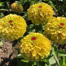 100 Seeds Queeny Lemon Peach Zinnia Seeds For Garden Planting Easy to Grow