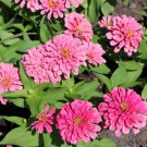 100 Seeds Luminosa Zinnia Seeds For Garden Planting Easy to Grow