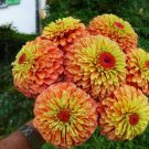 100 Seeds Queen Lime Orange Zinnia Seeds For Garden Planting Easy to Grow