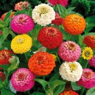 100 Seeds Pepito Mix Dwarf Zinnia Seeds For Garden Planting Easy to Grow