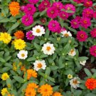 100 Seeds Zahara Single Mix Zinnia Seeds For Garden Planting Easy to Grow
