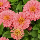 100 Seeds Magellan Salmon Zinnia Seeds For Garden Planting Easy to Grow