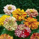 100 Seeds Peppermint Stick Mixed Zinnia Seeds For Garden Easy to Grow