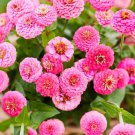 100 Seeds Lilliput Rose Zinnia Seeds For Garden Planting Easy to Grow