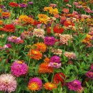 100 Seeds Giant Cact Pinca Mix Zinnia Seeds For Garden Easy to Grow