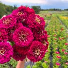 100 Seeds Benary Giant Wine Zinnia Seeds For Garden Planting Easy to Grow