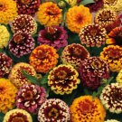 100 Seeds Aztec Mix Zinnia Seeds For Garden Planting Easy to Grow