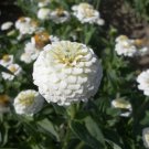 100 Seeds Lilliput White Zinnia Seeds For Garden Planting Easy to Grow