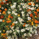 100 Seeds Linearis Mix Zinnia Seeds For Garden Planting Easy to Grow