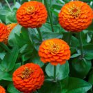 100 Seeds Lilliput Orange Zinnia Seeds For Garden Planting Easy to Grow