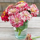 100 Seeds Bon Bon Mix Zinnia Seeds For Garden Planting Easy to Grow