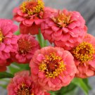 100 Seeds Lilliput Salmon Zinnia Seeds For Garden Planting Easy to Grow