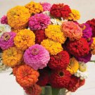 100 Seeds Oklahoma Mix Zinnia Seeds For Garden Planting Easy to Grow