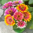 100 Seeds Carroel Mixed Zinnia Seeds For Garden Planting Easy to Grow