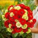 100 Seeds Christmas In July Mix Zinnia Seeds For Garden Easy to Grow