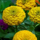 100 Seeds Lilliput Yellow Zinnia Seeds For Garden Planting Easy to Grow