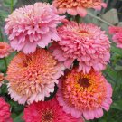 100 Seeds Cupcakes Pink Mix Zinnia Seeds For Garden Planting Easy to Grow