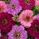 100 Seeds Art Deco Mix Zinnia Seeds For Garden Planting Easy to Grow