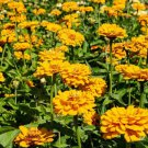 100 Seeds Golden State Zinnia Seeds For Garden Planting Easy to Grow