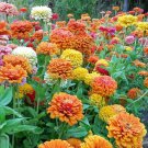 100 Seeds Jim Baggets Choice Mix Zinnia Seeds For Garden Easy to Grow