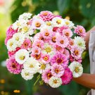 100 Seeds Isnt This Romantic Mix Zinnia Seeds For Garden Easy to Grow