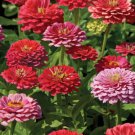 100 Seeds Exquisite Zinnia Seeds For Garden Planting Easy to Grow