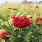 100 Seeds Benary Giant Scarlet Zinnia Seeds For Garden Easy to Grow
