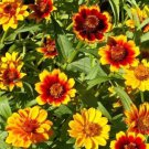 100 Seeds Chippendale Daisy Zinnia Seeds For Garden Planting Easy to Grow