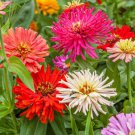 100 Seeds Cact Flowered Mix Zinnia Seeds For Garden Planting Easy to Grow