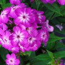 100 Seeds Purple Volcano Phlox Seeds For Garden Planting Easy to Grow