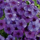 100 Seeds Intensia Blueberry Phlox Seeds For Garden Planting Easy to Grow
